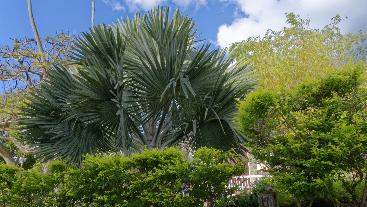 20170213 091509•Trinity•Trinity Palmetto Point•Saint Kitts and Nevis